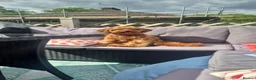 Cavapoo dogs for sale: F1 cavapoo in Holmfirth - Advert 6