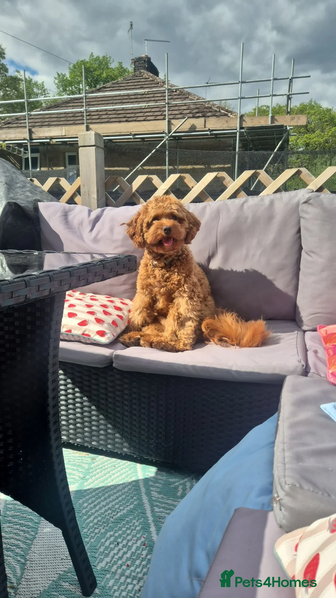 Cavapoo dogs for sale: F1 cavapoo in Holmfirth - Advert 6