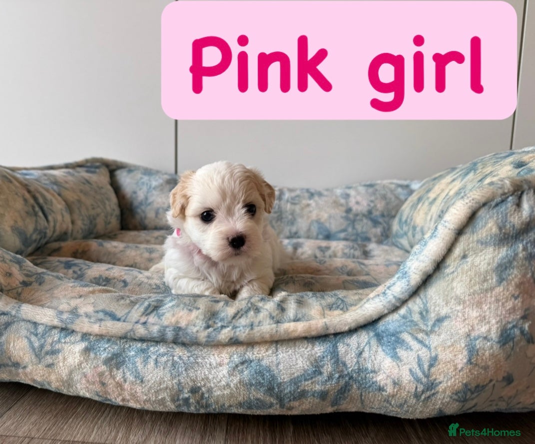 Coton De Tulear dogs KC Reg Health Tested Coton de Tuléar Puppies - Advert 1