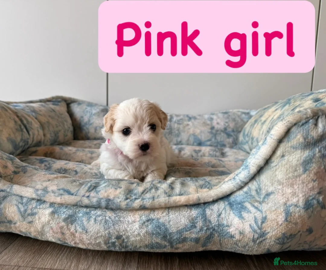 Coton De Tulear dogs for sale: KC Reg Health Tested Coton de Tuléar Puppies in Stafford - Advert 1