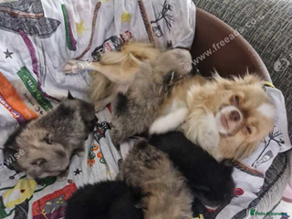 Pomchi dogs Pomchi girl - Advert 1