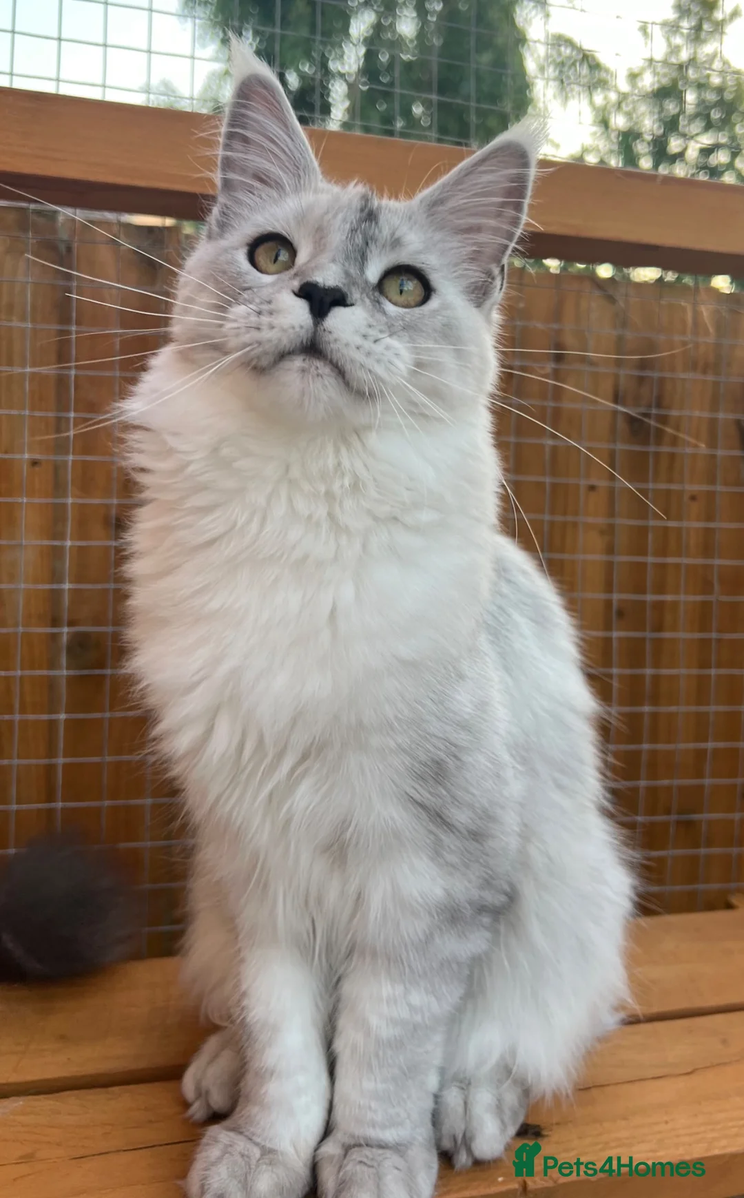 Maine Coon cats for sale: TICA kitten cat Maine Coon female stunning XXL  - Advert 2