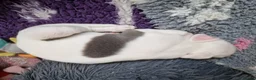 Whippet dogs for sale: Heart and DNA tested Blue Parti Whippet Puppies. - Advert 21