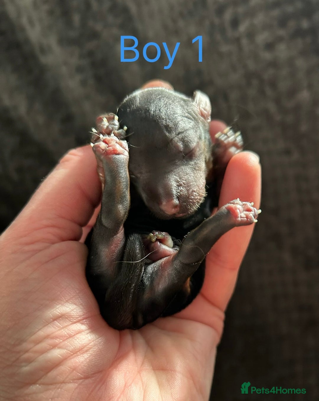 Yorkshire Terrier dogs for sale: Tiny Yorkshire terrier puppies  - Advert 6