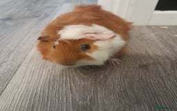 Guinea Pig rodents for sale: 2 male guinea pigs - Image 2