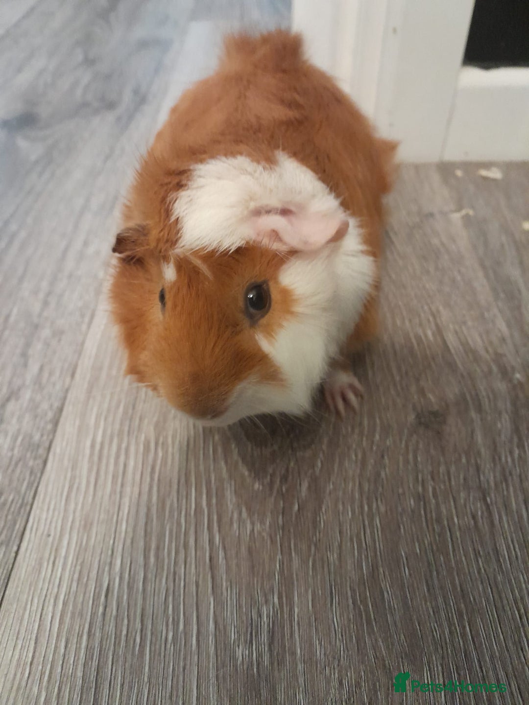 Guinea Pig rodents for sale: 2 male guinea pigs - Image 2