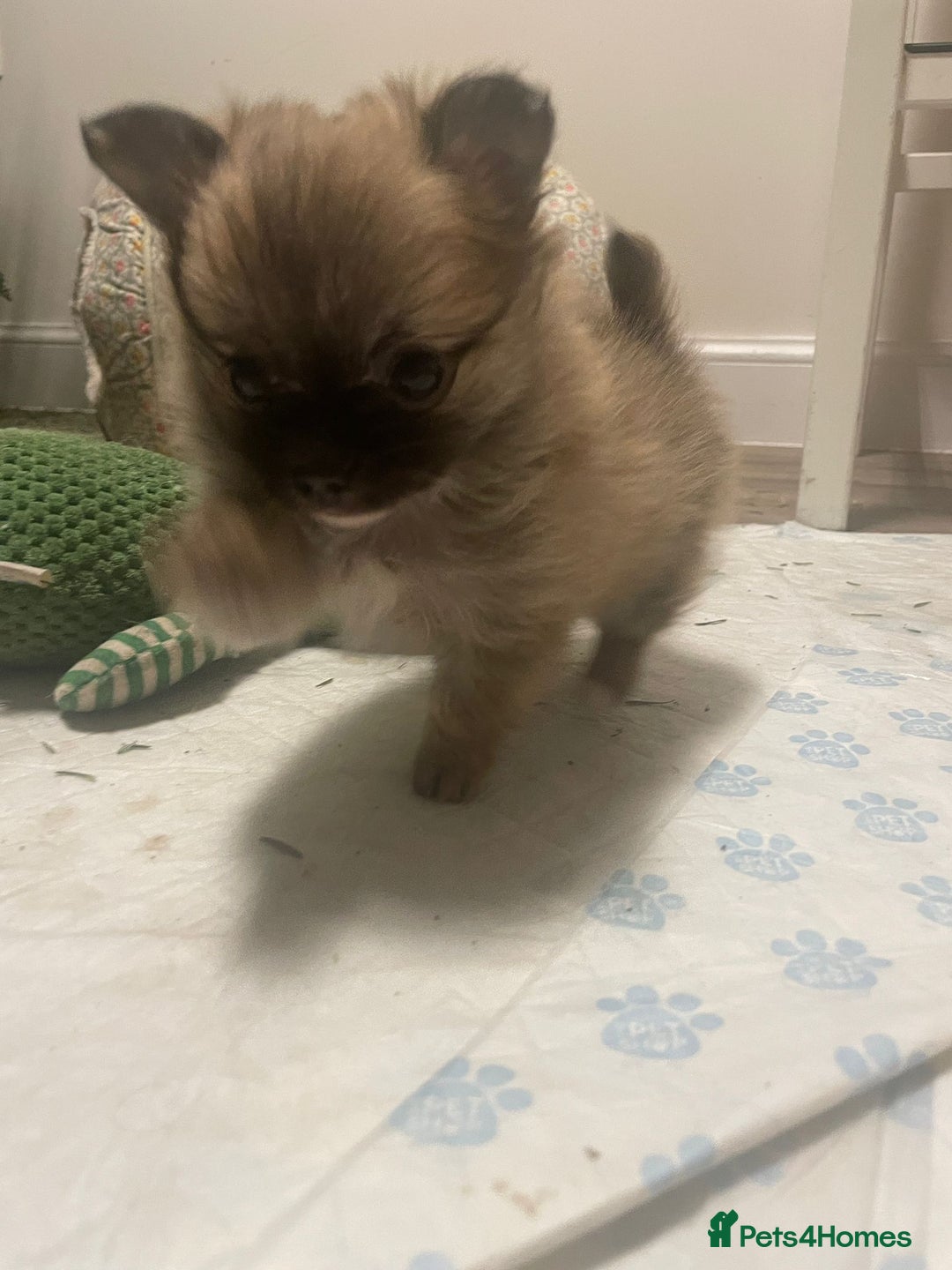 Chihuahua dogs for sale: Pocket size longhaired Beautiful Chihuahua Girl - Advert 7
