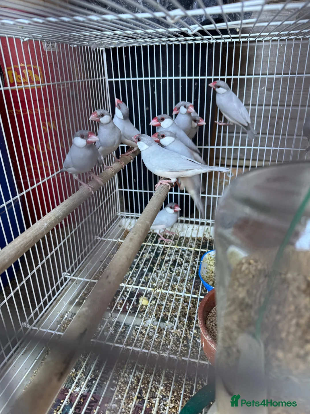 Cockatiels birds for sale: Java Sparrow and Zebra for sale - Advert 2