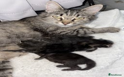 Mixed Breed cats for sale: Gorgeous kittens for sale  - Image 12