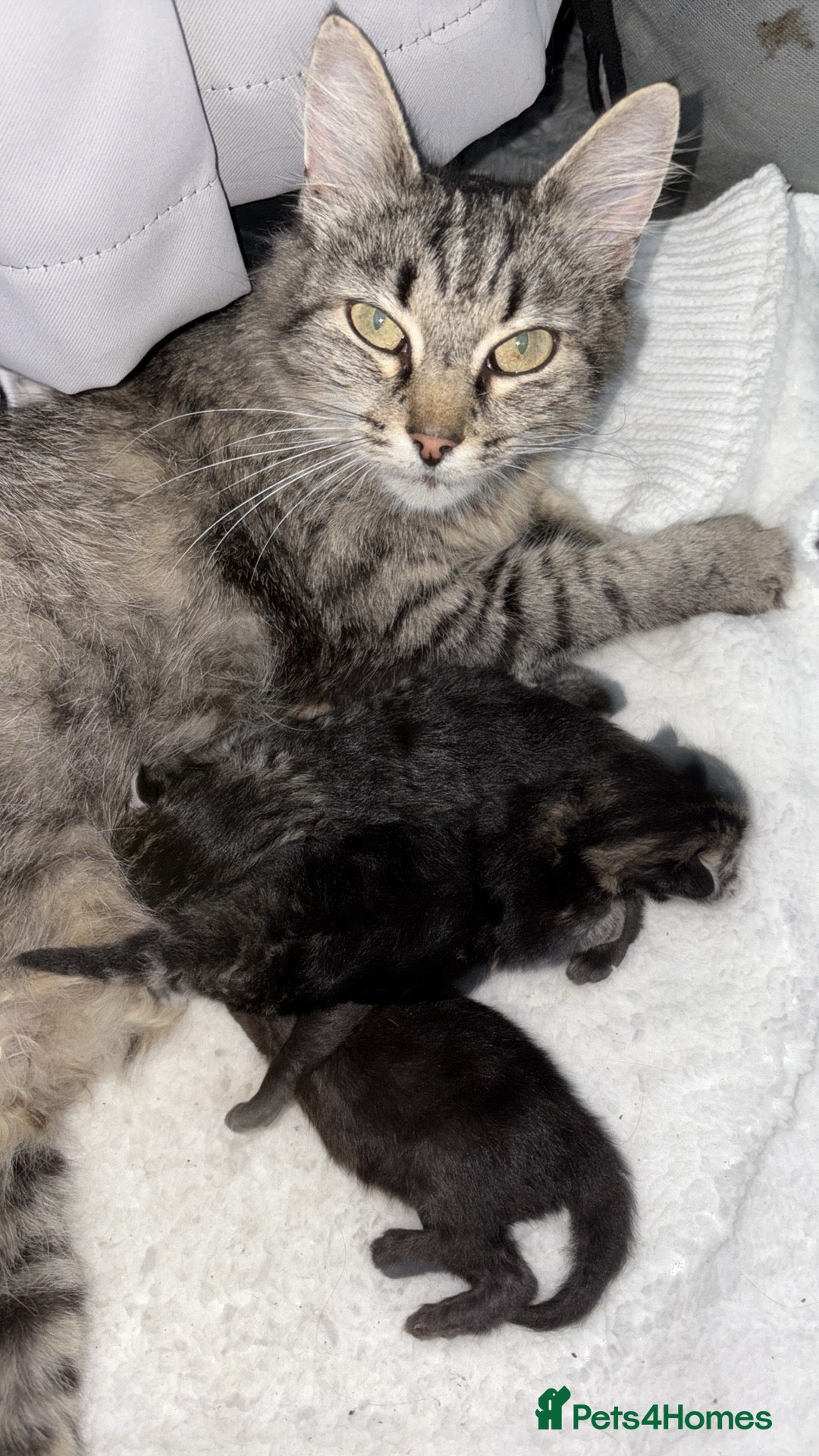 Mixed Breed cats for sale: Gorgeous kittens for sale  - Image 12