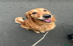 Golden Retriever dogs for stud: 4 year old golden retriever for stud  in Gateshead - Image 4