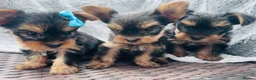 Yorkshire Terrier dogs for sale: Miniature yourkshire terrier - Advert 1