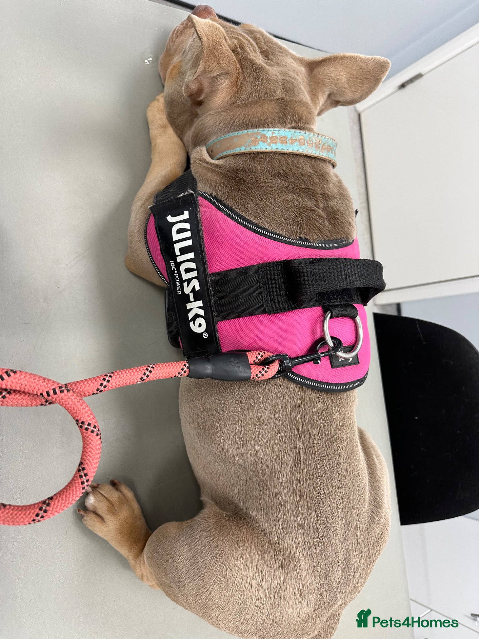 American Bulldog dogs Female pocket bully (Narla) - Advert 1