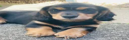 Miniature Dachshund dogs for sale: Black&Tan Puppies Looking for Their Forever Homes! - Advert 7