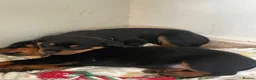 Rottweiler dogs for sale: Rottweiler Puppies - Advert 29