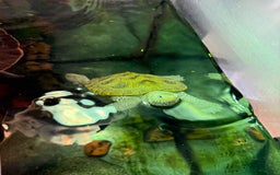 Turtle reptiles for sale: Diamond back terrapin, and Pink belly side neck  - Image 2