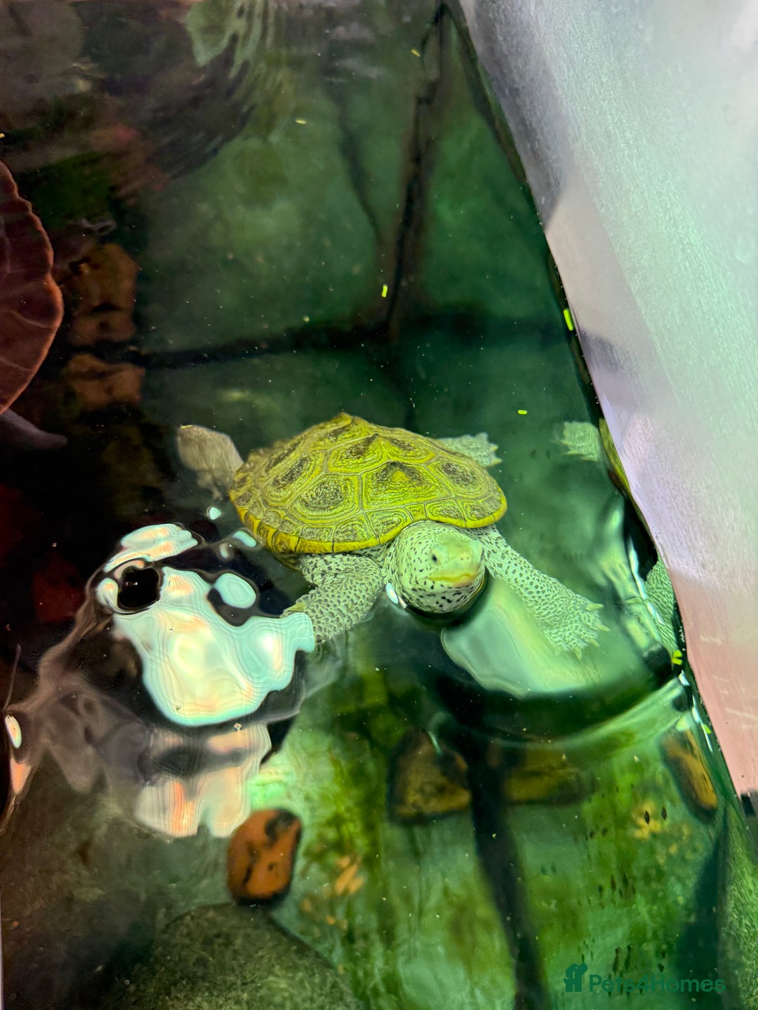Turtle reptiles for sale: Diamond back terrapin, and Pink belly side neck  - Image 2