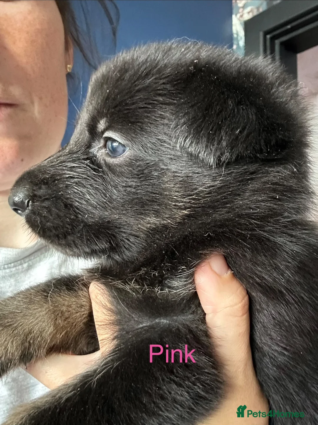German Shepherd dogs for sale: German Shepherd Puppies  - Advert 2