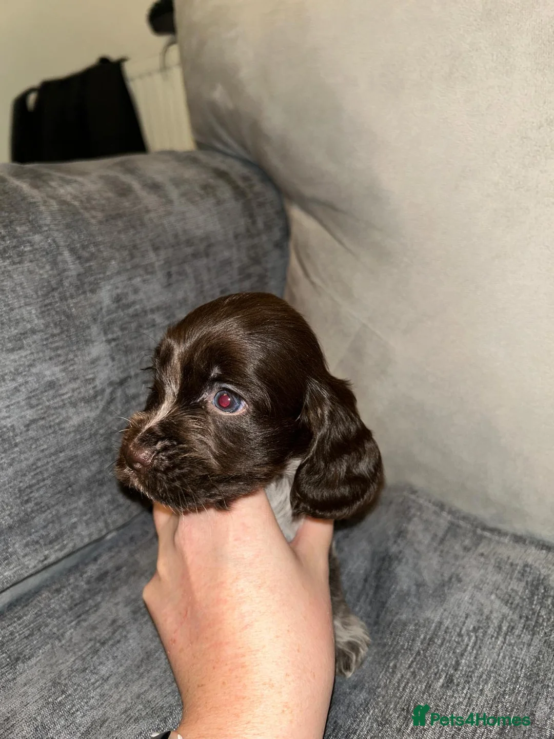 Mixed Breed dogs for sale: Cocker spaniel - Advert 4