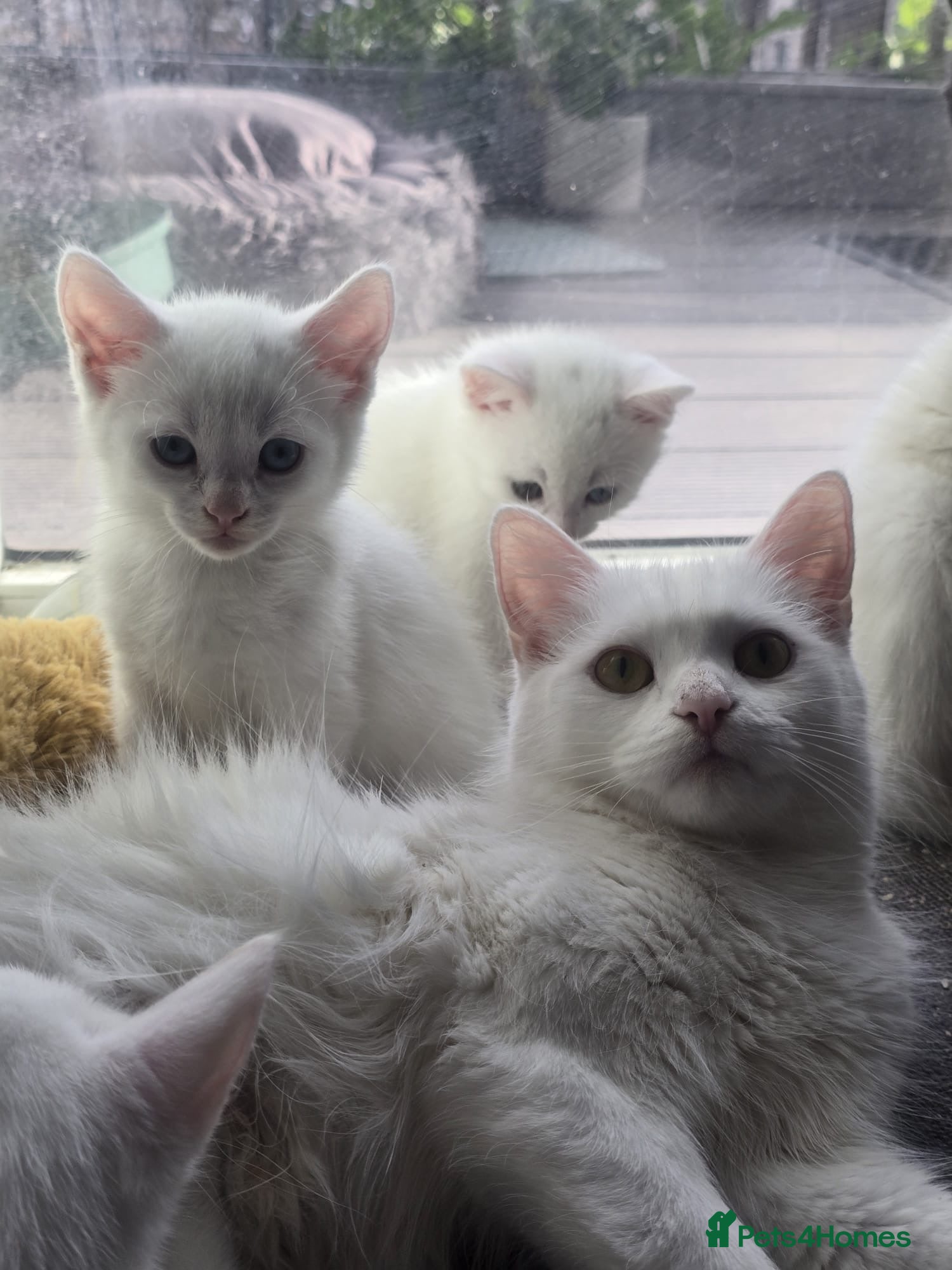Turkish Angora cats 2 months old kittens ready to be rehomed  - Advert 1