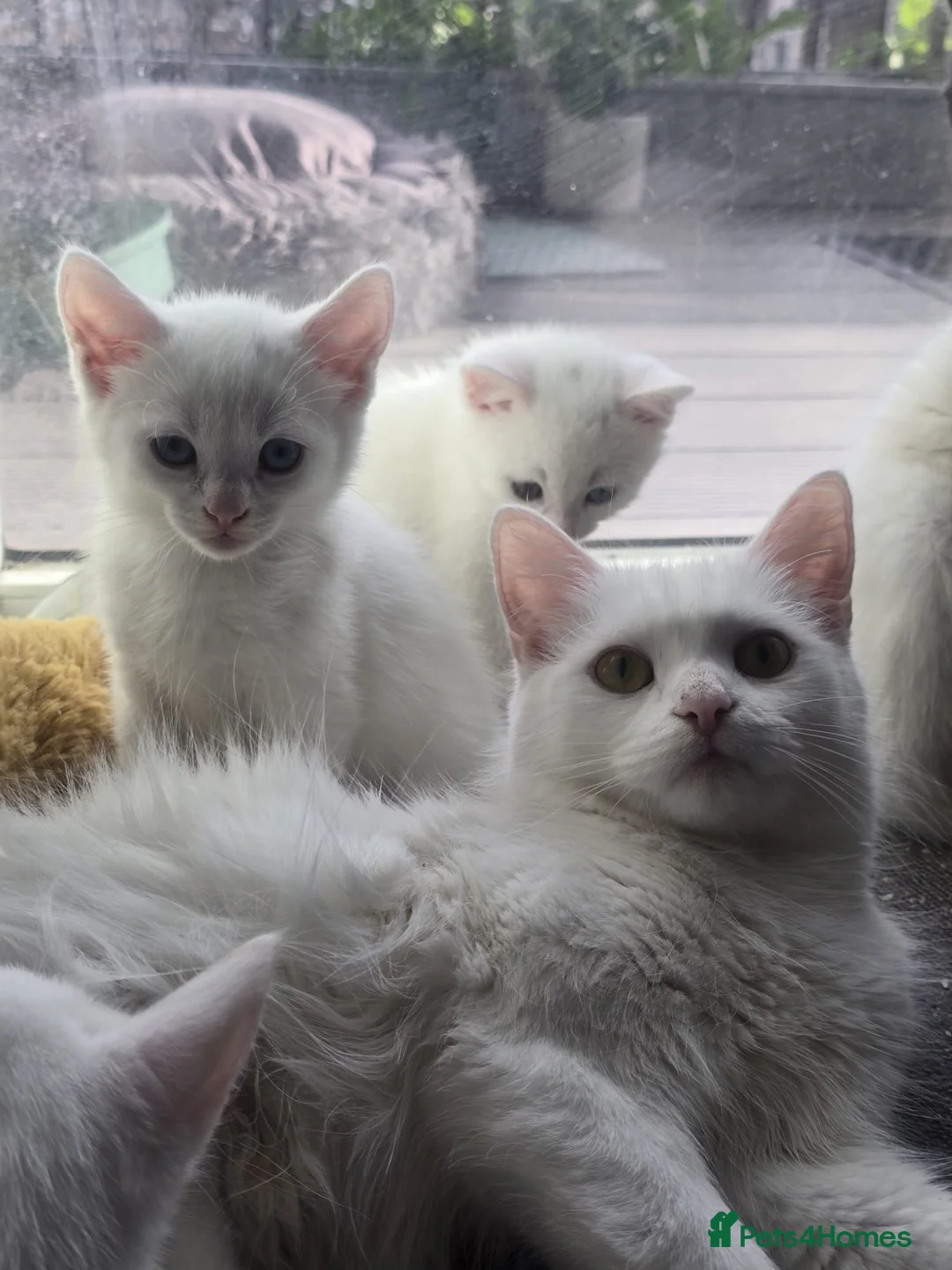 Turkish Angora cats for sale: 2 months old kittens ready to be rehomed  - Advert 1