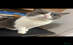 British Shorthair cats for sale: Odd eyed British shorthair male for sale  - Advert 6