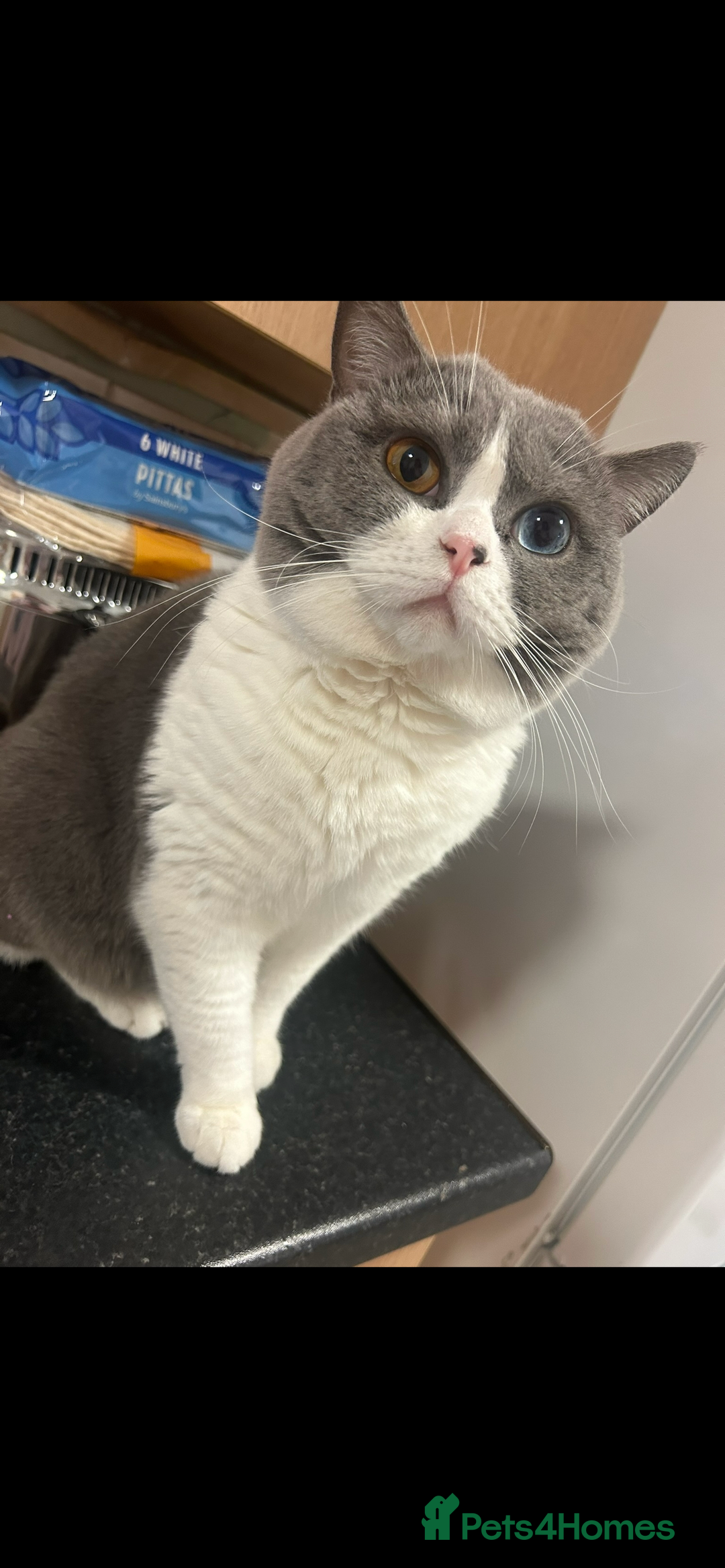 British Shorthair cats for sale: Odd eyed British shorthair male for sale  - Advert 6