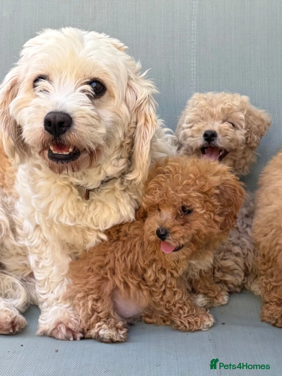 Mixed Breed dogs for sale: Rare Stunning Toy Cavapooshon Family Bred Puppies in Maidstone - Advert 2