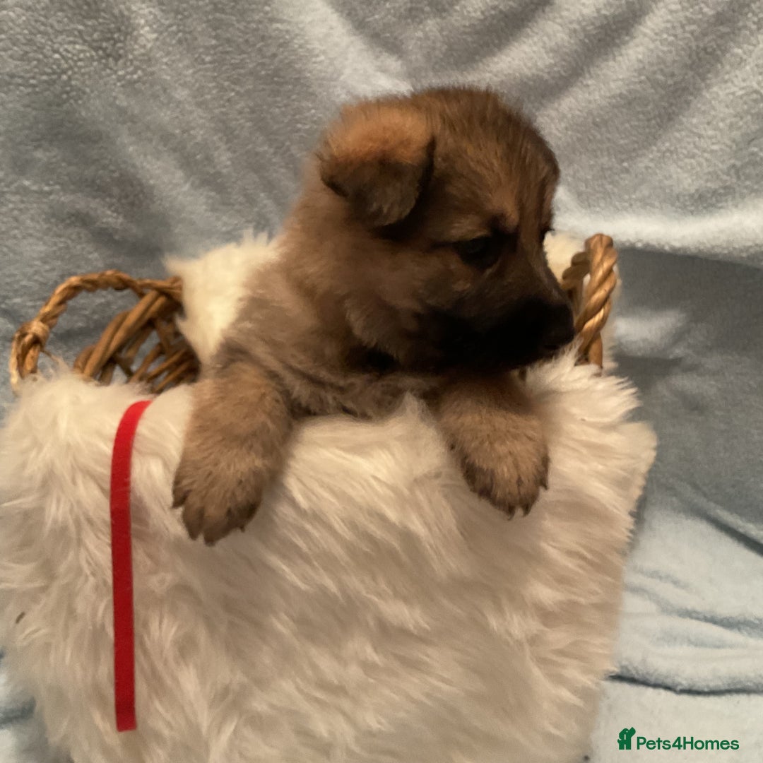 German Shepherd dogs for sale: German Shepard pups - Image 17