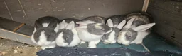 Netherland Dwarf rabbits for sale: Teddy the rabbit and his five kits - Advert 4