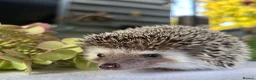 Pygmy Hedgehog rodents for sale: Boy African Pygmy Hedgehog Ethnical breeding mixed - Advert 12