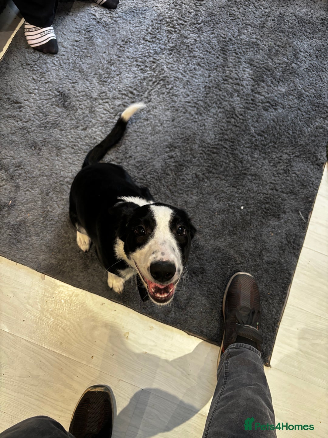 Sprollie dogs for sale: Freddie - Border collie x Sprollie - Advert 1