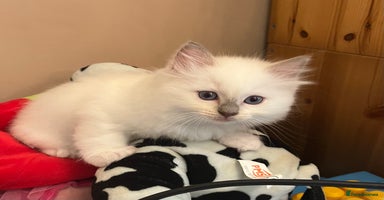 Ragdoll cats - Advert 4