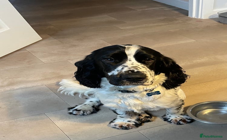 Cocker Spaniel dogs - Advert 4