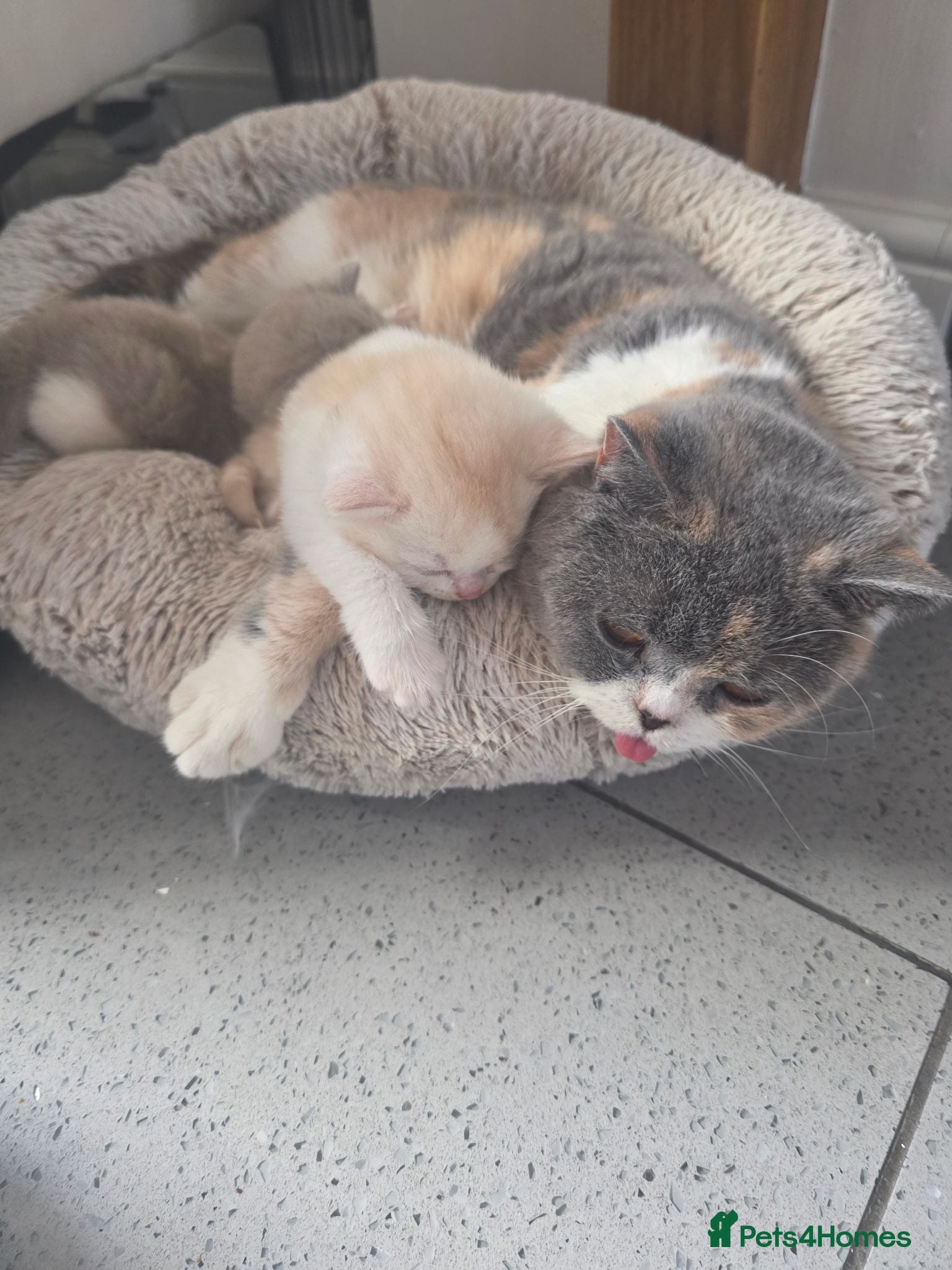 British Shorthair cats Two Stunning Boys ready to reserve  - Advert 2