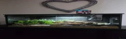 Leopard Gecko reptiles for sale: Leopard gecko male  in Bromsgrove - Advert 3