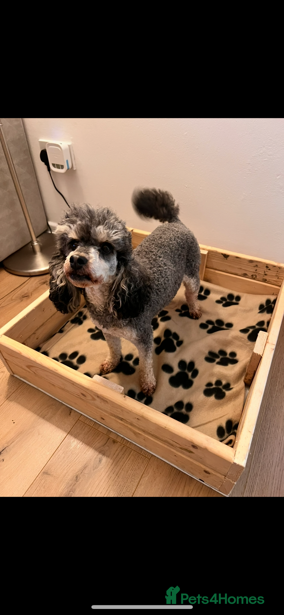 Toy Poodle dogs for sale: KC Show Toy Poodles for sale  - Advert 5