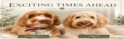 Australian Labradoodle dogs for sale: Multi-gen Australian Labradoodles due late Nov  - Advert 3