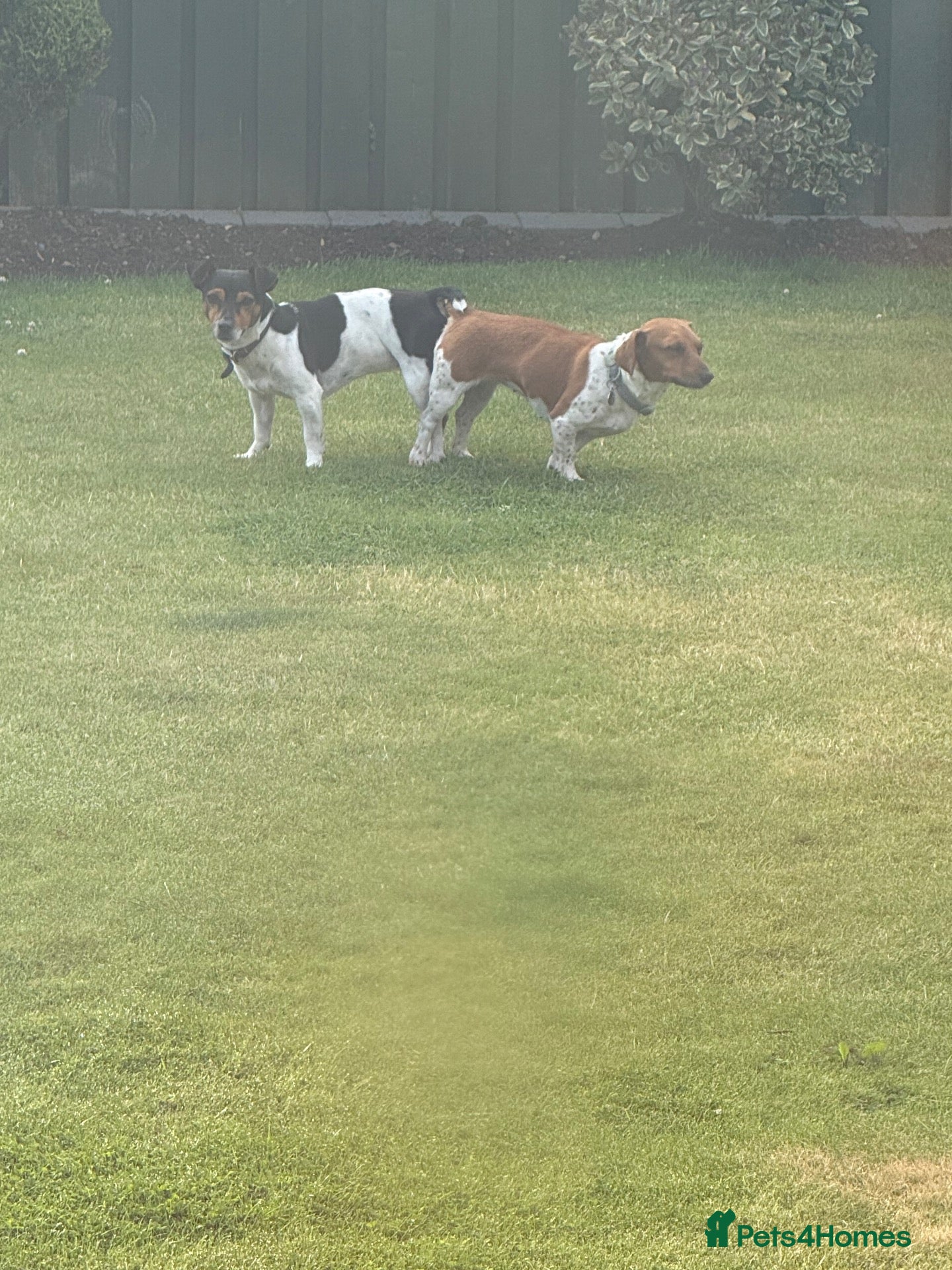 Jack Russell dogs  Miniature Jack Russell STUD & DNA Health Tested - Advert 2