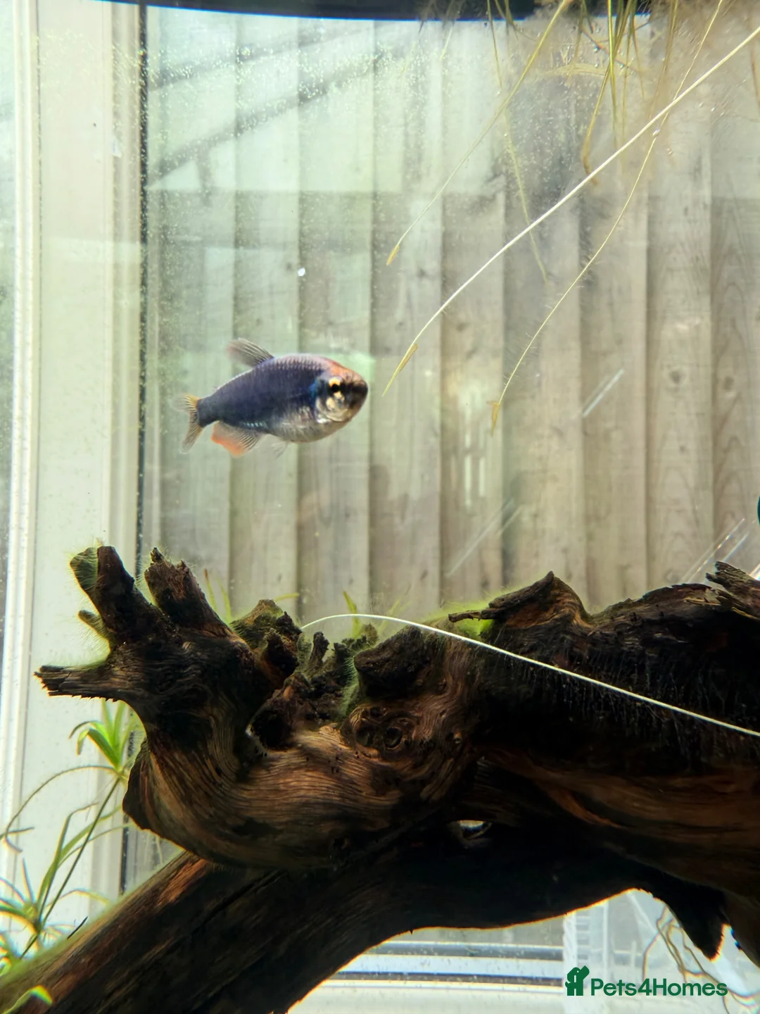 Tetras fish for sale: 5x Kerri Blue Tetra - Advert 2
