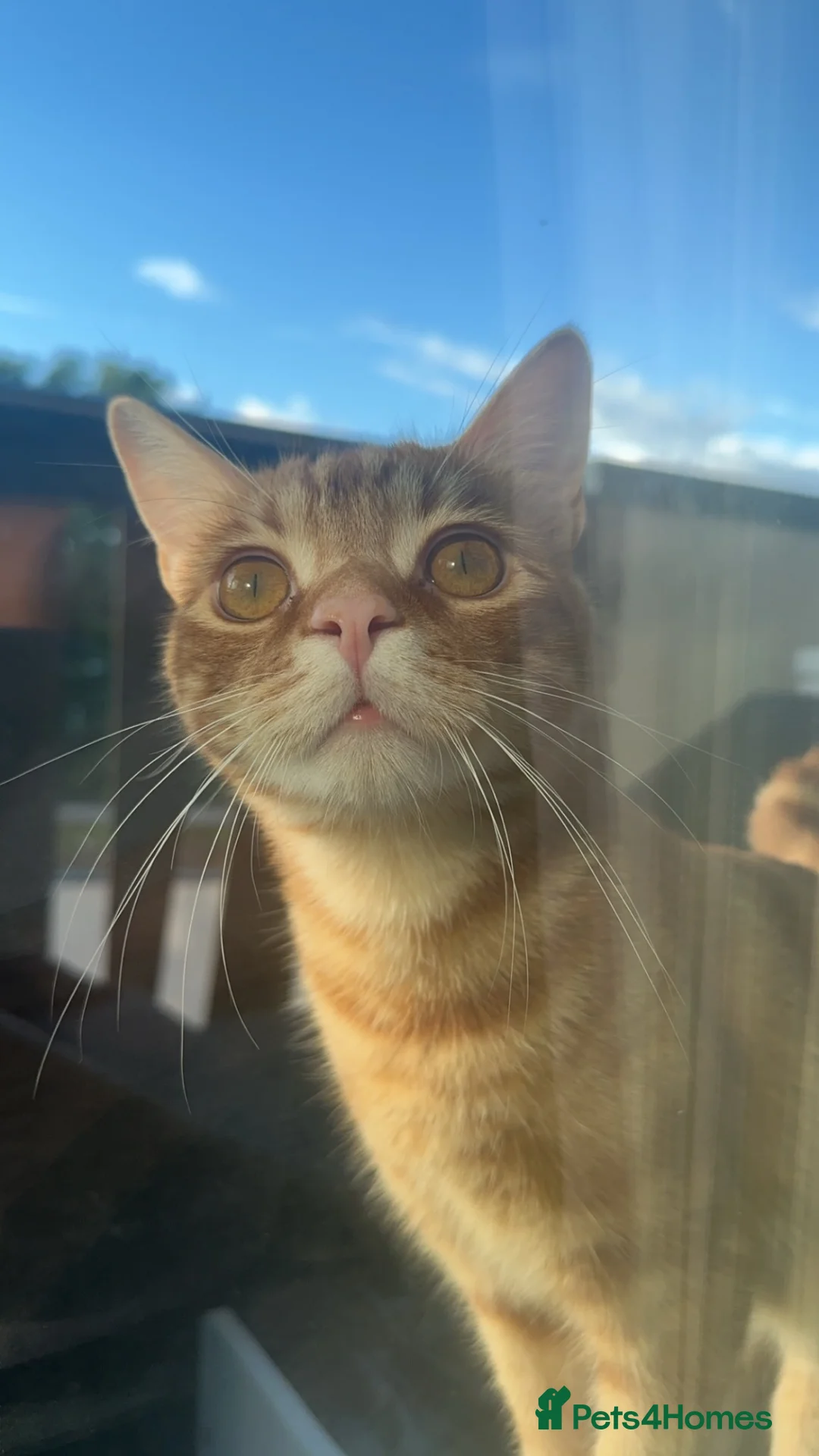 Domestic Shorthair cats for sale: Beautiful 2 Year old Ginger cat - Advert 2
