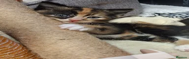 Mixed Breed Kitten 4