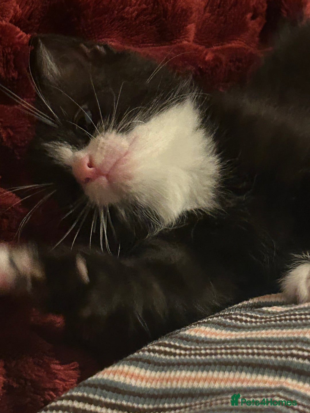 Mixed Breed cats for sale: Playful and loving tuxedo boy - Advert 2