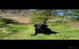 Labrador Retriever dogs for stud: Black Labrador Stud - Image 7