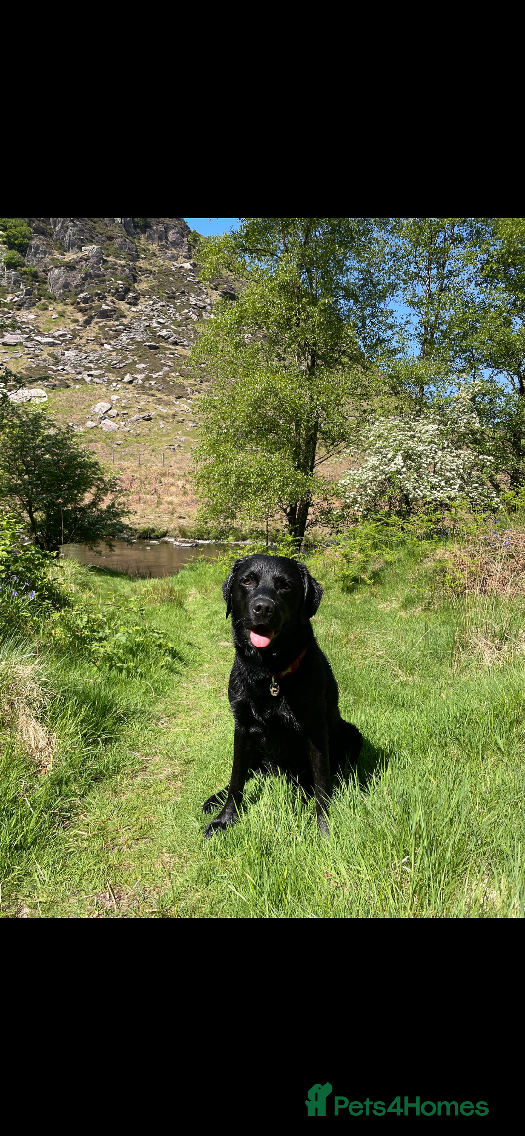 Labrador Retriever dogs for stud: Black Labrador Stud - Image 7