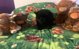 Chow Chow dogs for sale: 5 Chow Chow Puppies - Image 20