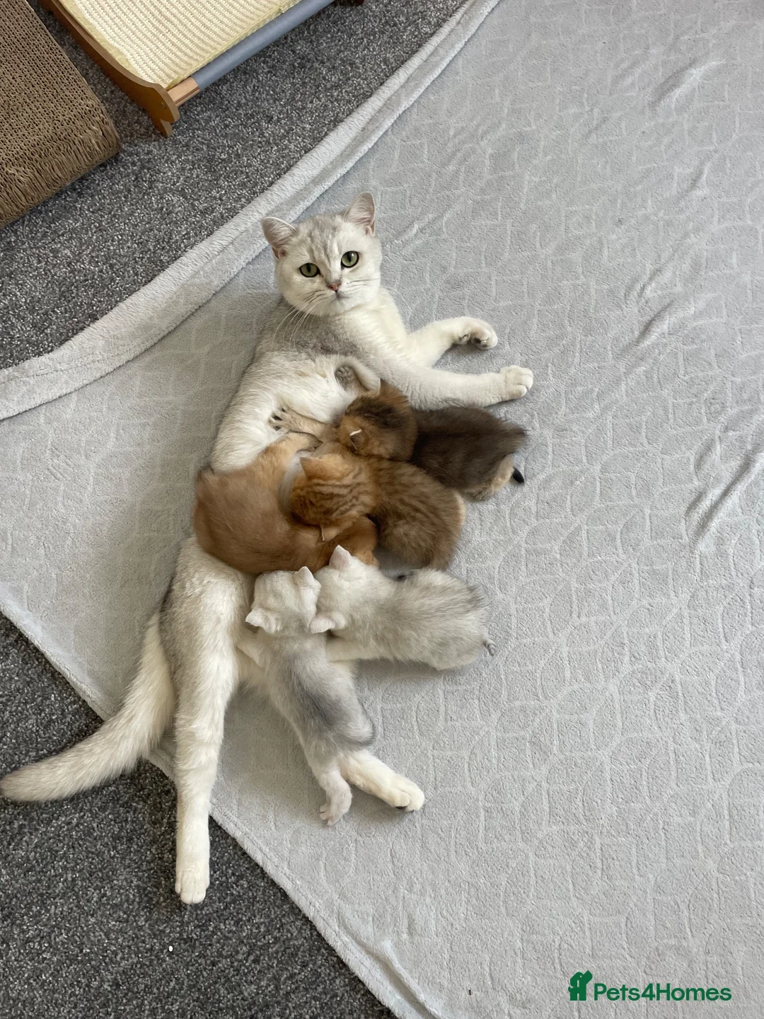 British Shorthair cats for sale: British Shorthair Kittens – Gold & Silver in Newport - Advert 6