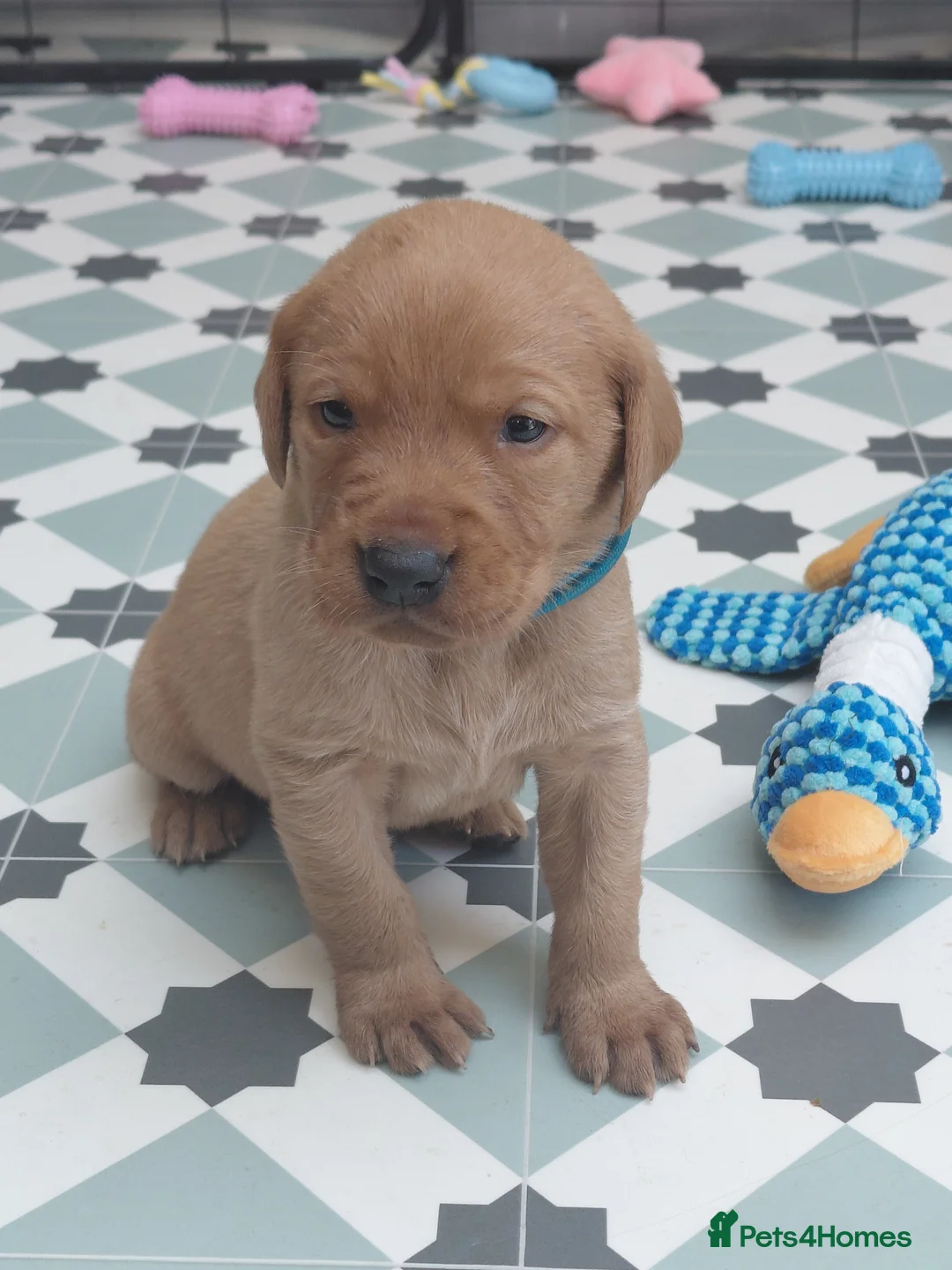 Labrador Retriever dogs for sale: Dark Foxred with Champion Working Boodline in Pontefract - Advert 8