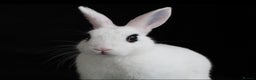 Mixed Breed rabbits for sale: Mixed Mini Rex breed  - Advert 12