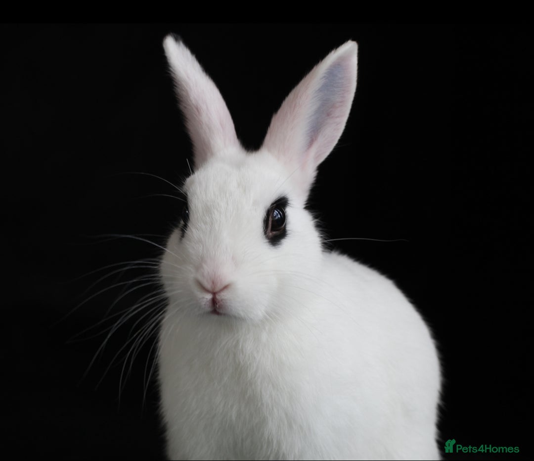 Mixed Breed rabbits for sale: Mixed Mini Rex breed  - Advert 12